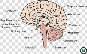 Sagittal View Of The Human Brain   Labelled Sagittal Section Of Brain  HD Png Download