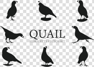 Quail Silhouette  HD Png Download