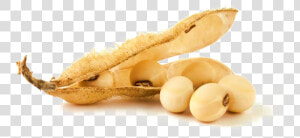 Soybean Png  Transparent Png