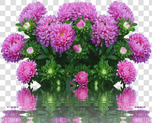 Asters Autumn Flowers Purple Free Picture   Flowers Autumn  HD Png Download