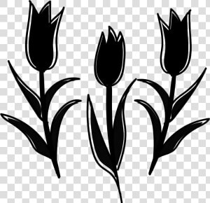 Plant Yellow Stem Tulip Tsubomi White Clipart   Sprenger  39 s Tulip  HD Png Download