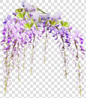  flowers freetoedit   Transparent Wisteria Flower Png  Png Download