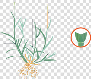 Zoysia Grass Characteristics  HD Png Download