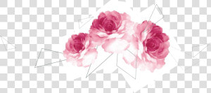 Transparent Page Separator Png   Garden Roses  Png Download