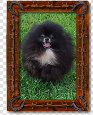 Pomeranian  HD Png Download