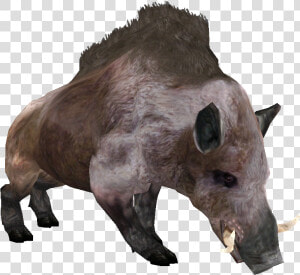 Beast Oblivian Boar   Morrowind Boar  HD Png Download