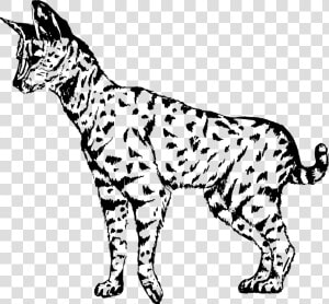 Wild Cat carnivoran dog Breed   Serval Clipart Black And White  HD Png Download