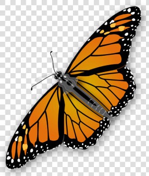 Monarch Butterfly Transparent Image   Monarch Butterfly Transparent Background  HD Png Download