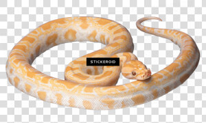 Orange And White Snake   Png Download   Bright Yellow Corn Snake  Transparent Png