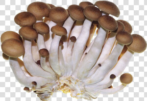 Clip Art Edible Shiitake Vegetables And   菇  HD Png Download