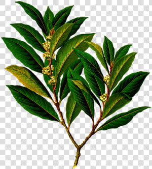 Bay Branch Edible Evergreen Food Herb Herbal   Laurel Bay Leaves  HD Png Download