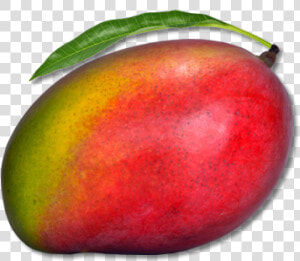 Mango Png Free Download   Png Download   Mango With Transparent Background  Png Download