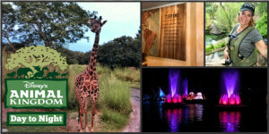 Disney’s Animal Kingdom From Day To Night   Disney Animal Kingdom  HD Png Download