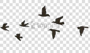 Bird Gif Png   Birds Flying Gif Png  Transparent Png