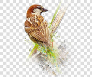 Sparrow Png Image   World Sparrow Day 2019  Transparent Png