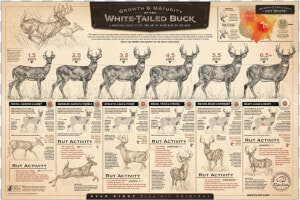 Ryan Kirby Growth Maturity Whitetail Buck Poster Deer   Growth And Maturity Of The Whitetail Buck  HD Png Download