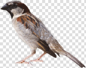 Sparrow Png Image   House Sparrow  Transparent Png