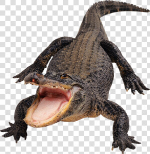 Crocodile  Gator Png   Alligator Png  Transparent Png