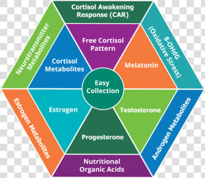 Oxidative Stress Test Australia  HD Png Download