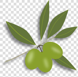 28 Collection Of Green Olive Clipart   オリーブ イラスト フリー 素材  HD Png Download