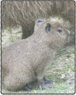 Capybara Baby Blanket 40 X50   Capybara  HD Png Download