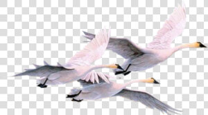  pajaros  pajaro  swan  swans  gooses  geese  duck   Swans  HD Png Download