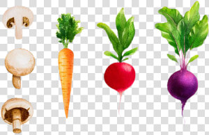 Drawing Vegetable Turnip   Watercolor Vegetables  HD Png Download