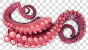  tentacles  octopus  sticker   Tentaculos De Pulpo  HD Png Download