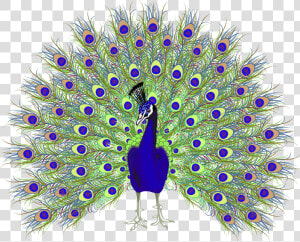 Peafowl Euclidean Vector   Peacock Png  Transparent Png