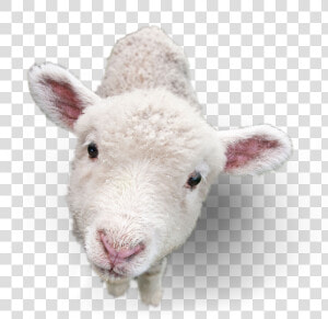 Lamb Png Picture   Lamb Png  Transparent Png