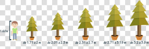 Tamaños De Árboles De Navidad   Arboles De Navidad Png  Transparent Png