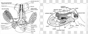 Hapalochlaena Fasciata Blue Lined Octopus Cardiovascular   Octopus Circulatory System Diagram  HD Png Download