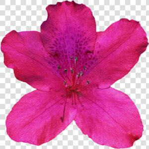 Free Cliparts Azaleas   Alstroemeriaceae  HD Png Download