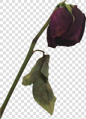 Dead Rose Png   Dead Flower Png  Transparent Png