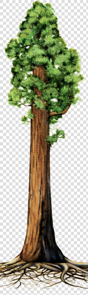 The Making Of A Giant   Giant Sequoia Tree Clipart  HD Png Download