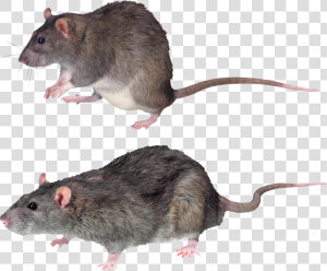 Mouse  Rat Png Image   Mouse Transparent Background  Png Download