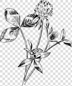 Red Clover   Drawings Of Red Clover  HD Png Download