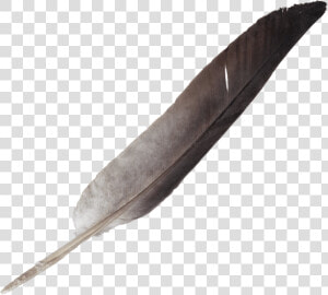 Transparent Tribal Feather Png   Transparent Background Feather Pen Png  Png Download