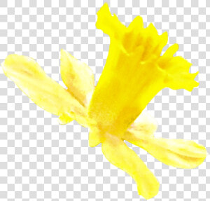 Transparent Daffodil Png   Narcissus  Png Download