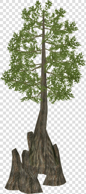 Zoo Tycoon 2 Mediterranean Cypress Bald Cypress Tree   Bald Cypress Tree Clip Art  HD Png Download