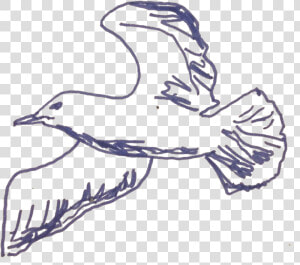 Seagull  HD Png Download