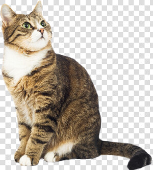  cat  gato  chat  katze  kucing  sitting  tabby  overlay   Swedish Be Like Meme  HD Png Download