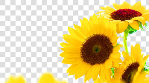 Common Sunflower Jerusalem Artichoke Sunflower Seed   Sunflower Corner Border Transparent  HD Png Download