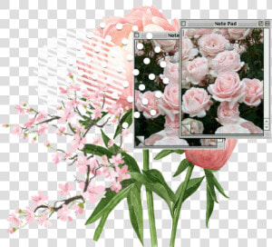  flower  overlay  aesthetic  kpop  edit   Garden Roses  HD Png Download