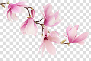 Transparent Magnolia Png   Magnolia Flowers  Png Download