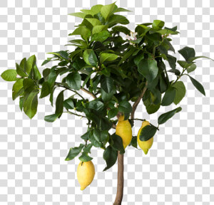 Lemon Tree Png   Transparent Lemon Tree Png  Png Download