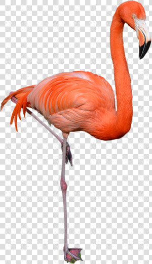 Flamingo Png Image   Flamingo Png  Transparent Png