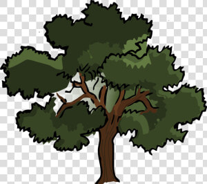 Swamp Spanish Tree Pine   Oak Clipart  HD Png Download