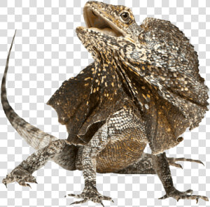 Frilled lizard   Frill Necked Lizard Png  Transparent Png