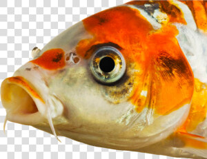 Koi Fish Eyes   Png Download   Eyes Of Koi Fish  Transparent Png